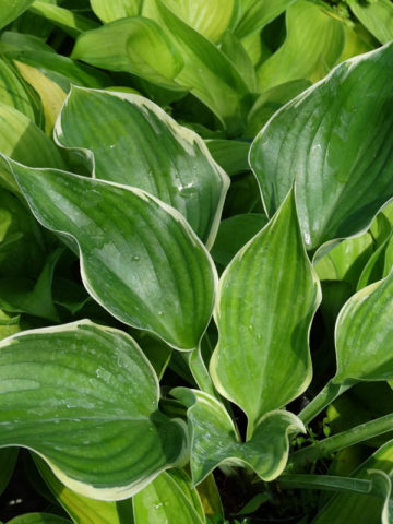 Alternative view of Hosta Sagae Plant
