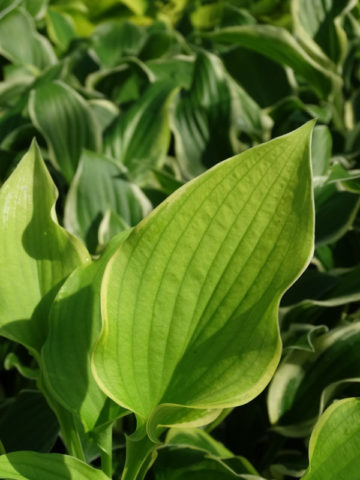 Alternative view of Hosta Sunshine Glory Plant