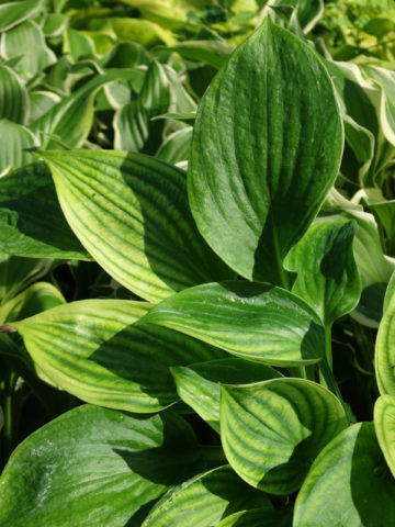 Alternative view of Hosta Spilt Milk Plant
