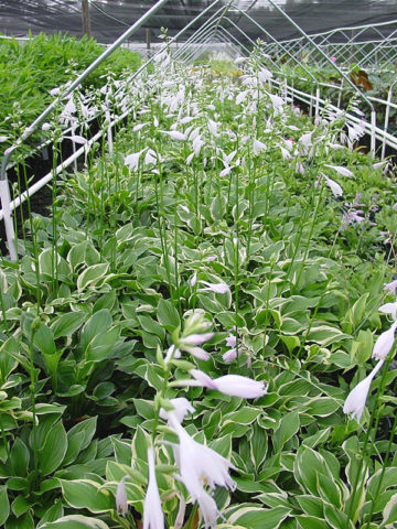 Alternative view of Hosta So Sweet Plant