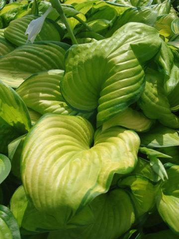 Alternative view of Hosta Stained Glass Plant