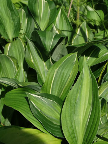 Alternative view of Hosta Striptease Plant