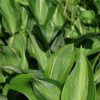 Hosta Striptease Plant