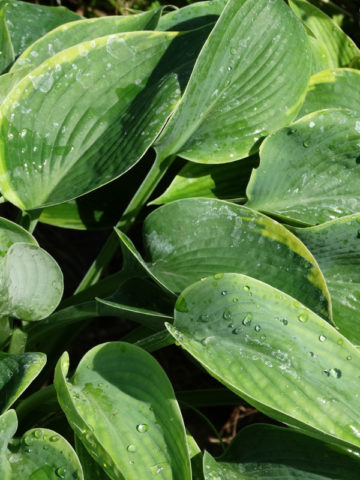 Alternative view of Hosta Tokudama Flavocircinalis Plant