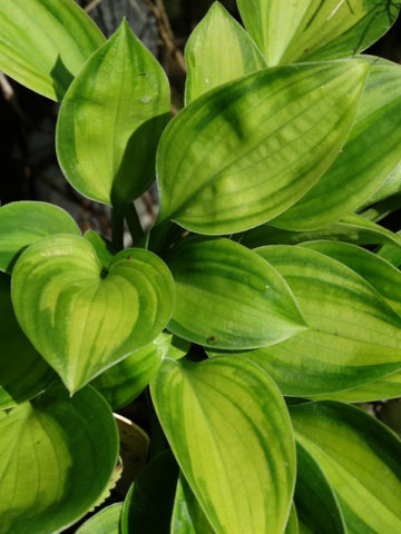Alternative view of 4 Plant, Hosta Plant Mix