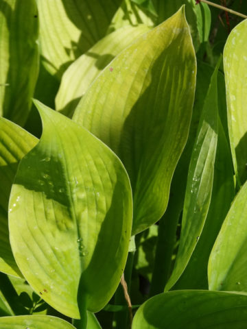 Alternative view of Hosta Yesterdays Memories Plant