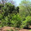 Yerba Mate Tea Bush (ilex paraguariensis)