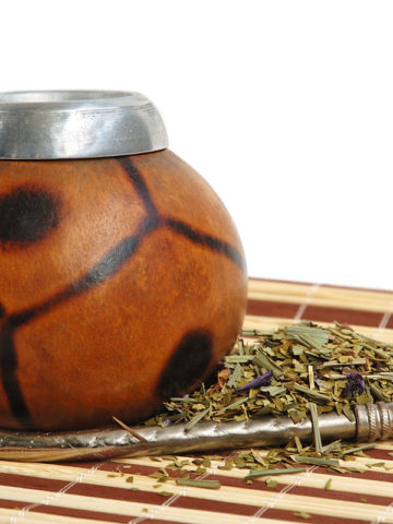 Alternative view of Yerba Mate Tea Bush (ilex paraguariensis)