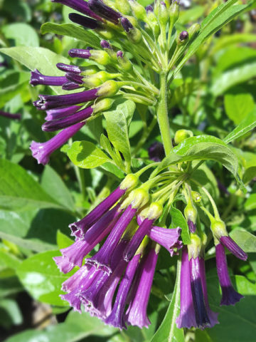 Alternative view of Indigo Mini Angel Trumpet Plant (iochroma cyanea)