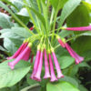Red Wine Mini Angel Trumpet Plant (iochroma cyanea)