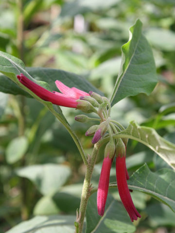 Alternative view of Red Wine Mini Angel Trumpet Plant (iochroma cyanea)