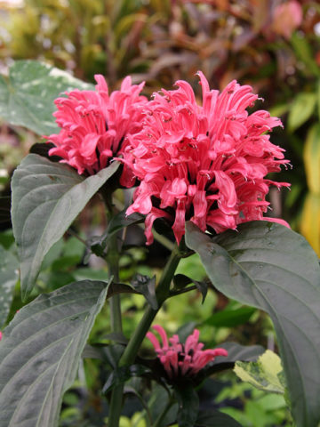 Alternative view of Metallic Pink Brazilian Plume Plant (jacobinia)