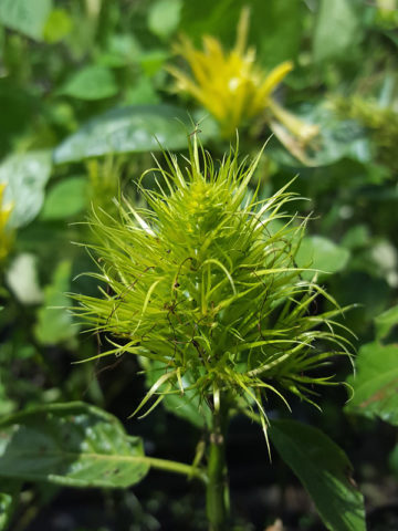 Alternative view of Golden Kitty Brazilian Plume Plant (jacobinia)