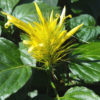 Golden Kitty Brazilian Plume Plant (jacobinia)