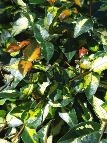 Alternative view of Ogon Nishiki Srar Jasmine Plant (trachelospermum asiaticum)