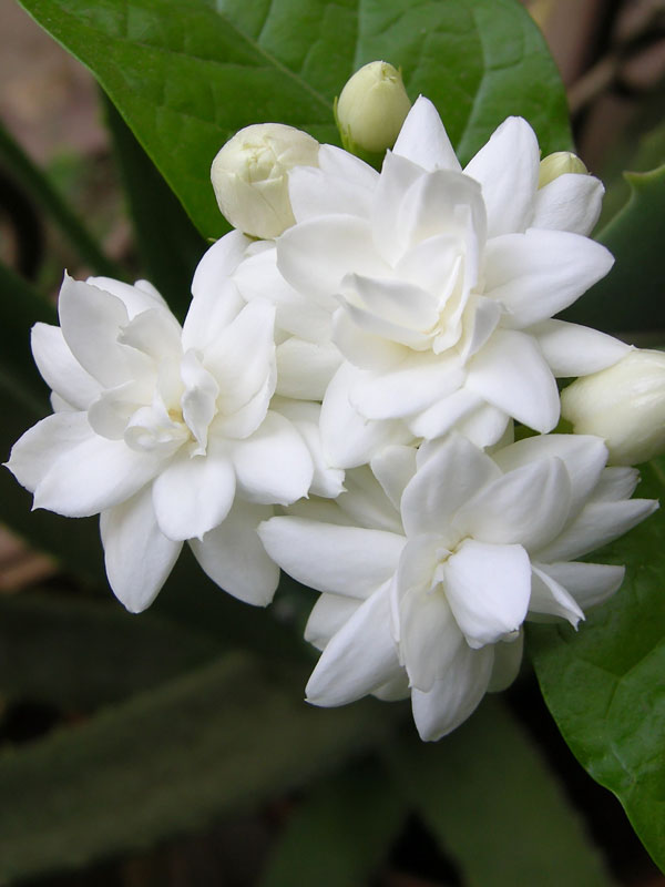 maid of orleans arabian jasmine