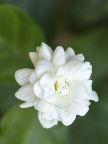 Alternative view of Maid of Orleans Sacred Jasmine Plant (jasminum sambac)