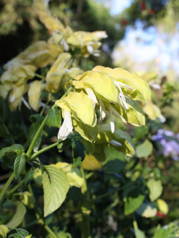 Alternative view of Muted Yellow Shrimp Plant (justicia amarillo camaron)