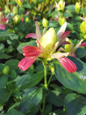 Alternative view of Shrimp Cocktail Plant (justicia brandegeana)