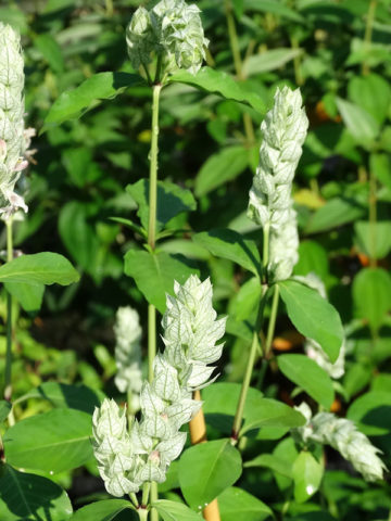 Alternative view of Tri-Flower White Shrimp Plant (justicia betonica)