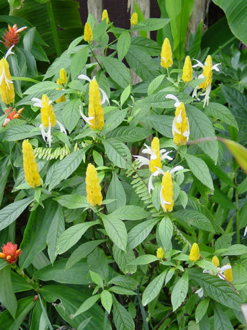 Alternative view of 4 Plant, Shrimp Plant Mix (justicia)