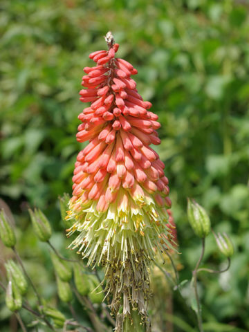 Alternative view of Red-hot Torch Lily Plant (kniphofia uvaria)