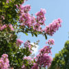 Choctaw Crape Myrtle Bush (lagerstroemia indica)