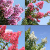 4 Plant, Crape Myrtle Bush Mix (lagerstroemia indica)