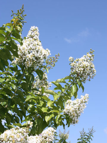 Alternative view of Natchez Crape Myrtle Bush (lagerstroemia indica)