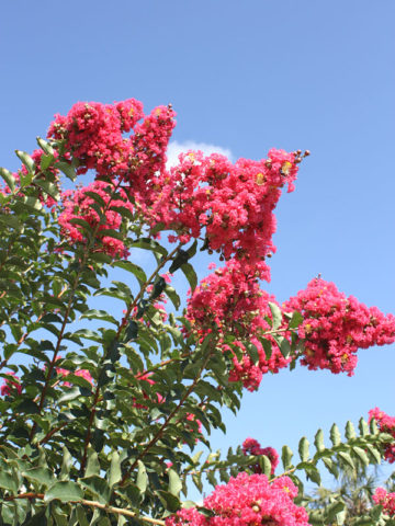 Alternative view of Sioux Crape Myrtle Bush (lagerstroemia indica)
