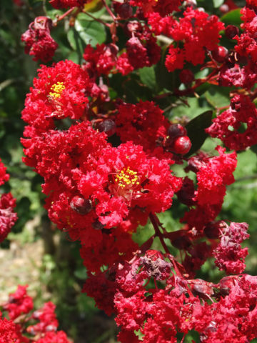 Alternative view of 4 Plant, Crape Myrtle Bush Mix (lagerstroemia indica)