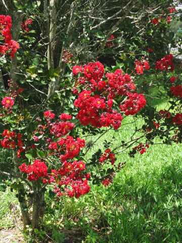 Alternative view of Tonto Crape Myrtle Bush (lagerstroemia indica)