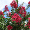 Tonto Crape Myrtle Bush (lagerstroemia indica)