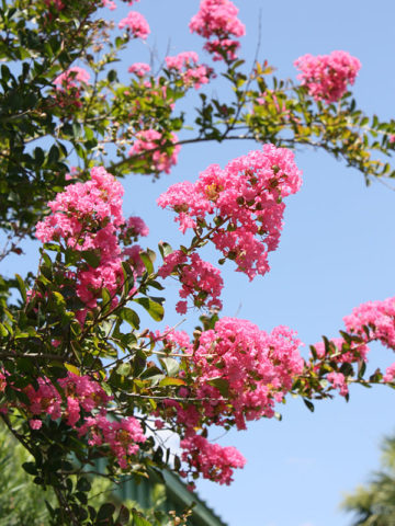 Alternative view of Tuscarora Crape Myrtle Bush (lagerstroemia indica)