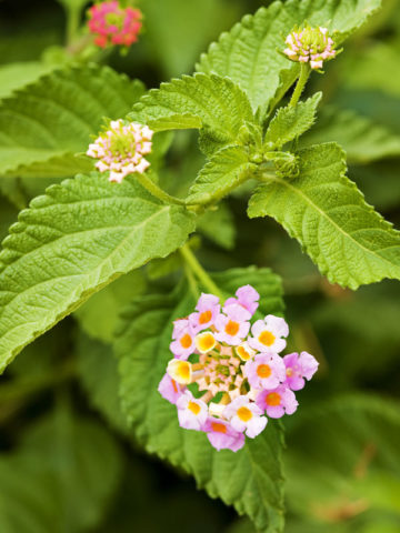 Alternative view of Lantana Athens Rose Plant (lantana camara sp)