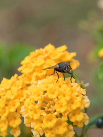 Alternative view of Lantana New Gold Plant (lantana camara sp)