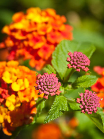 Alternative view of Lantana Tangerine Plant (lantana camara sp)
