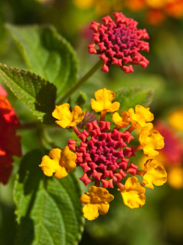 Alternative view of 4 Plant, Lantana Plant Mix (lantana camara sp)