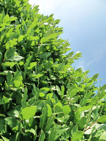 Alternative view of Savory Bay Leaf Tree (laurus nobilis)