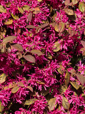 Alternative view of Plum Delight Chinese Fringe Bush (loropetalum)
