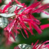 Plum Delight Chinese Fringe Bush (loropetalum)