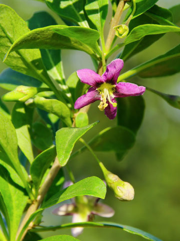 Alternative view of Goji Berry Bush (lycium barbarum)