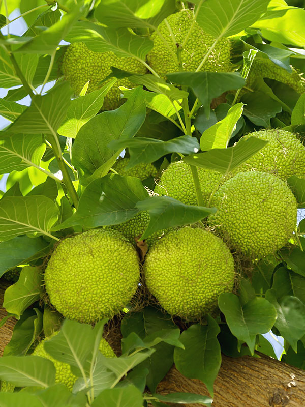 are hedge apples edible