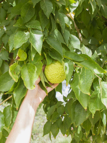 Alternative view of Osage Orange, Hedge Apple (maclura pomifera)