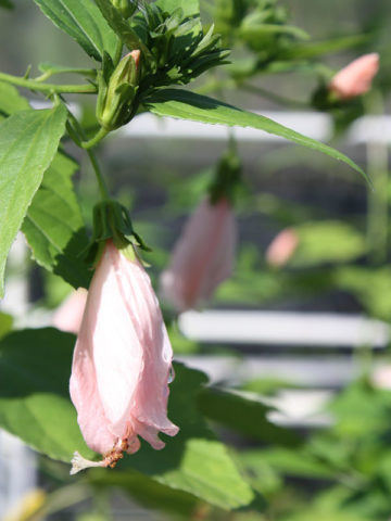 Alternative view of Pink Turks Cap Shrub (malvaviscus arboreus)