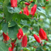 Red Turks Cap Shrub (malvaviscus arboreus)