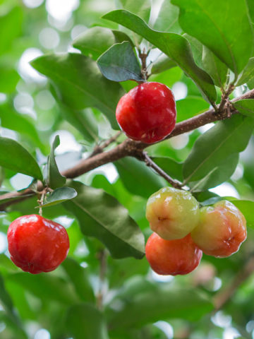 Alternative view of Acerola Cherry Tree (malpighia glabra)