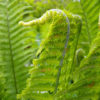 Lg. King Ostrich Fern (matteuccia struthiopteris)