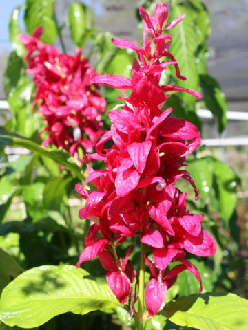 Alternative view of Brazilian Red-Cloak Plant (megaskepasma erythrochlamys)
