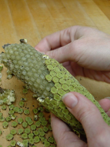 Alternative view of Mexican Split Leaf Breadfruit Vine (monstera deliciosa)